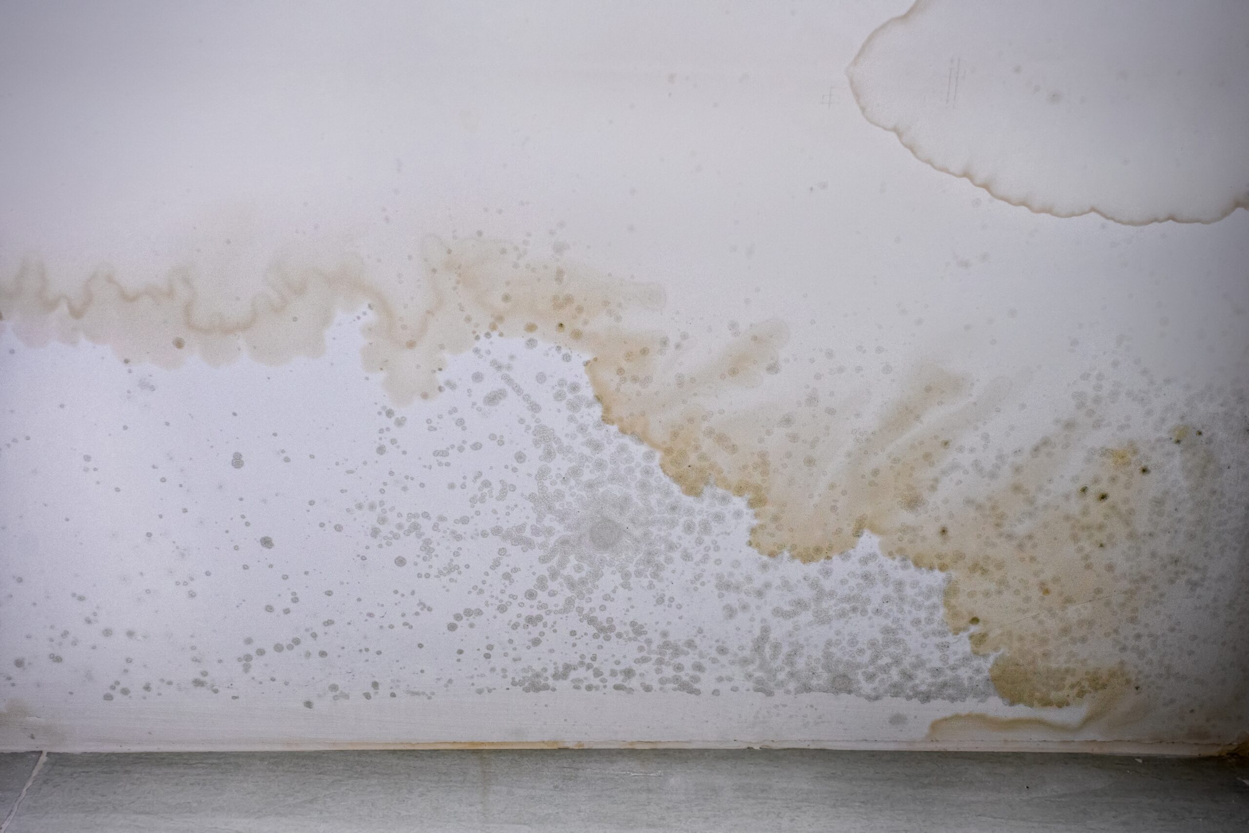 Brown stain of indoor mould and fungus on the ceiling.  Effects of flooding on the wall.