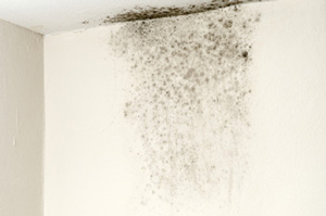 Genesis Restoration Black Mold Removal Riverside CA